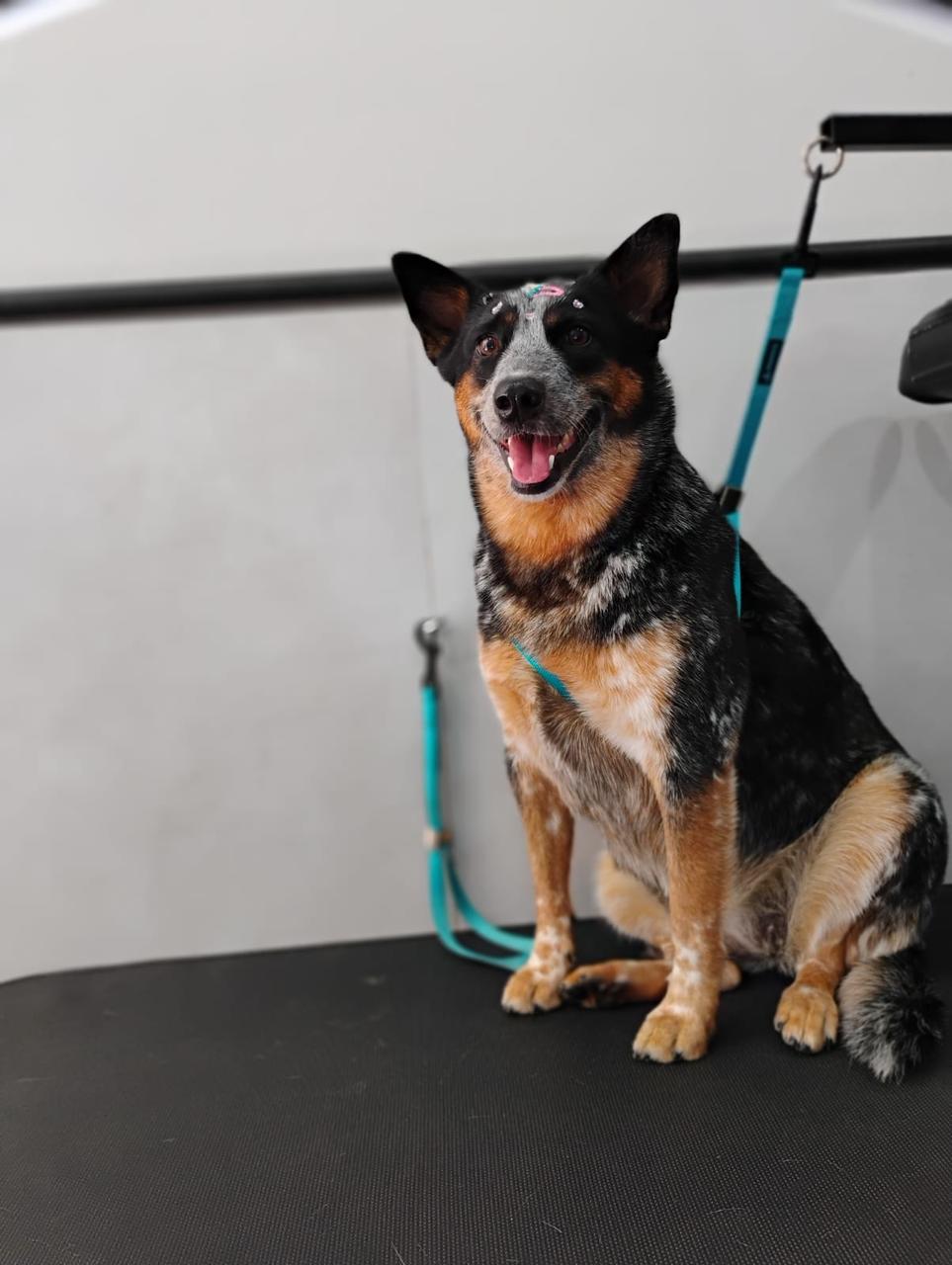 WhatsApp Image 2025-04-02 at 15.44.55.jpeg